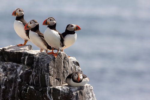 Puffins on the Farne Islands
