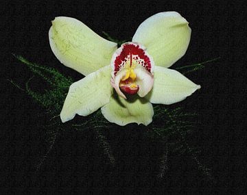 Orchidee met bloemenrelief
