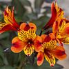 Orange-yellow flower of Alstroemeria 'Indian Summer' (Inca lily) by whmpictures .com