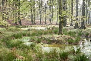 Frisches Frühlingsgrün am Moor im Wald
