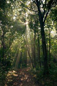 Rayons de soleil dans la forêt