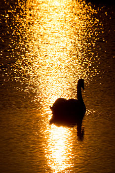 Avond Zwaan