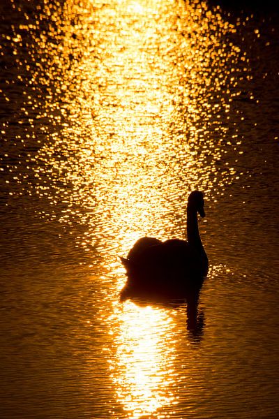 Evening Swan by Joram Janssen