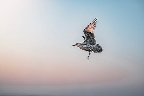 Meeuw In Vlucht Tegen Zachte Avondlucht