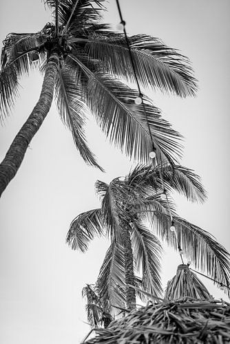 Karibischer Abend in Schwarz und Weiß