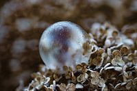 Winter soap bubble