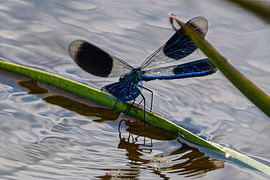 Demoiselle du ruisseau Woodland sur Brian Morgan