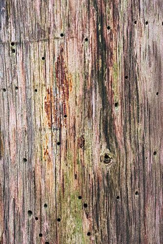 Baumstamm mit Holzwurm