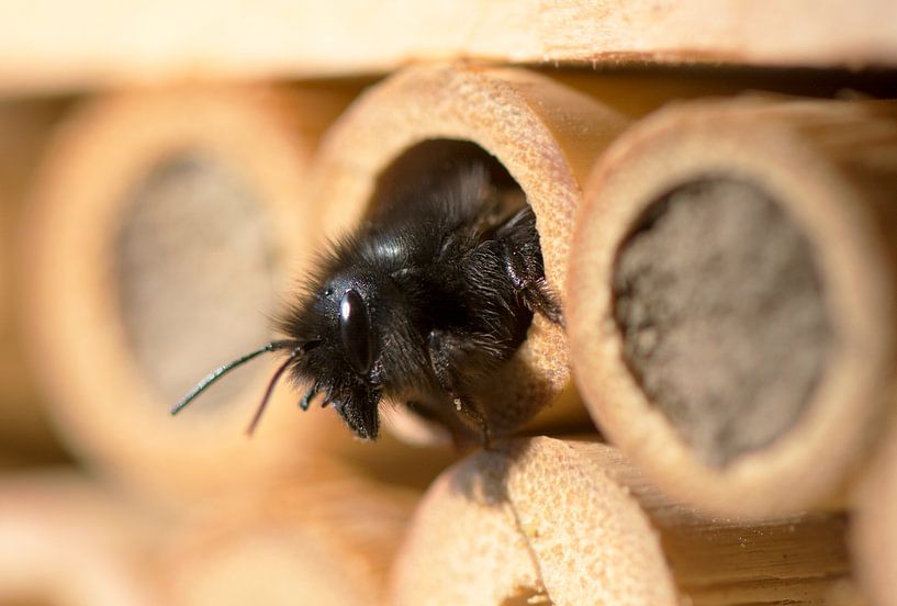 Een bij met eerste kijk op de wereld. van Ribbi