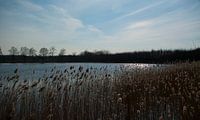 Eenvoud bij de Kikkerpoel