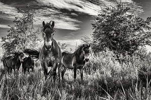 Exmoor ponies in het Amsterdamse Bos