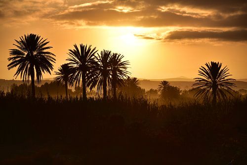 Sunset through date palms in an oasis in Souss Massa National Park, southern Morocco