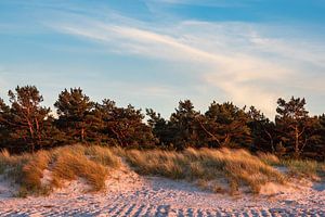 Trees on the Baltic Sea coast sur Rico Ködder