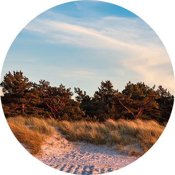 Trees on the Baltic Sea coast van Rico Ködder