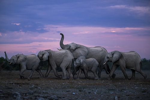 The Matriarch