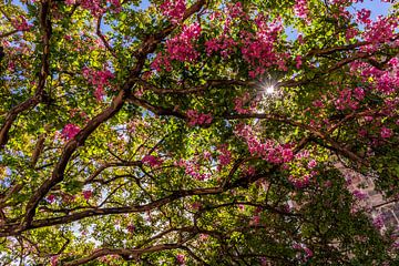 Boomtakken met roze bloesem en zonnestralen van Dafne Vos