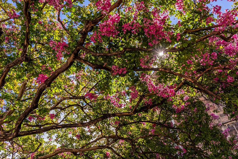 Branches d'arbres avec des fleurs roses et des rayons de soleil par Dafne Vos