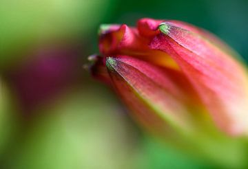 Tulp roze en groene knop macro