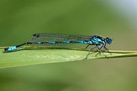 Water Juffer (Coenagrionidae) op een blad