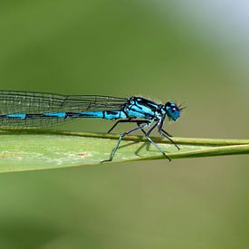 Waterjuffer (Coenagrionidae) op een blad van Maurice de vries