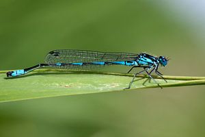 Waterjuffer (Coenagrionidae) op een blad
