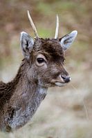 Dreamy little deer