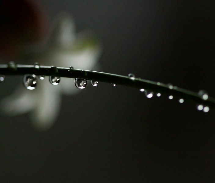 drops on a stem by hetty'sfotografie