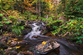 Herbst im Harz von Steffen Gierok