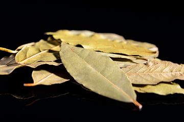 Dried bay leaf stack on a black background by Sjoerd van der Wal Photography