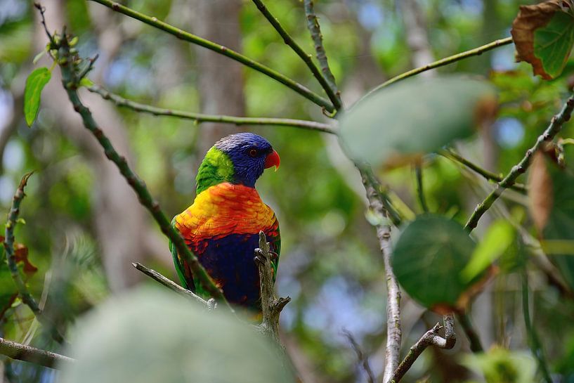Found a lovely rainbow lorikeet by Frank's Awesome Travels