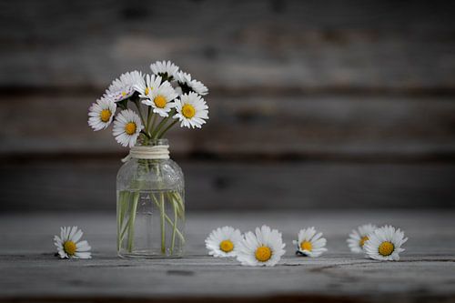 stilleven madeliefjes