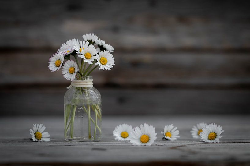Stillleben Gänseblümchen von picsbyronenvief