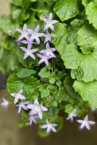 Jardin verdoyant et fleurs bleues