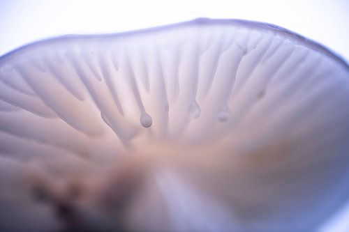 Porseleinzwam in de herfst