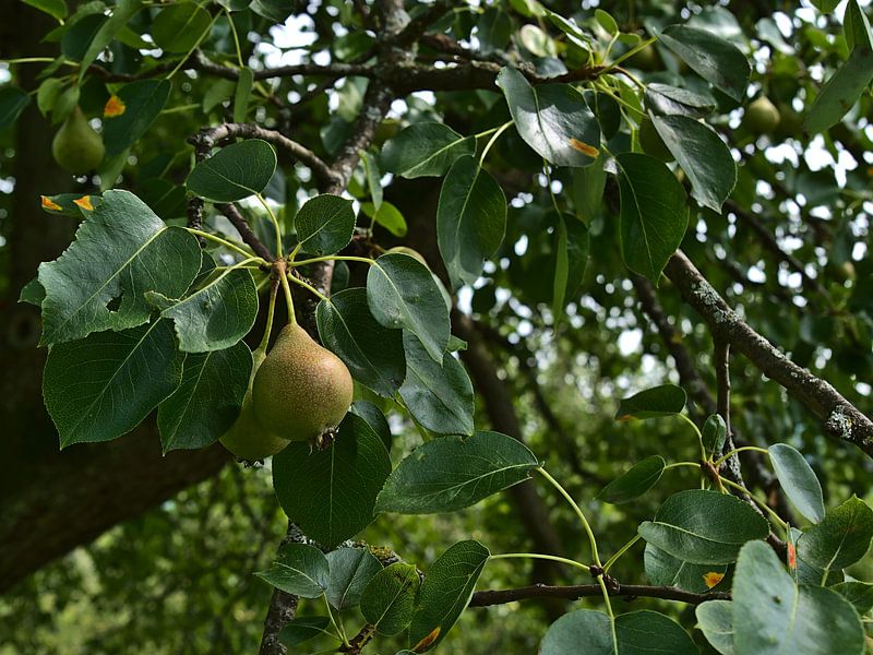 Der Birnbaum von Timon Schneider