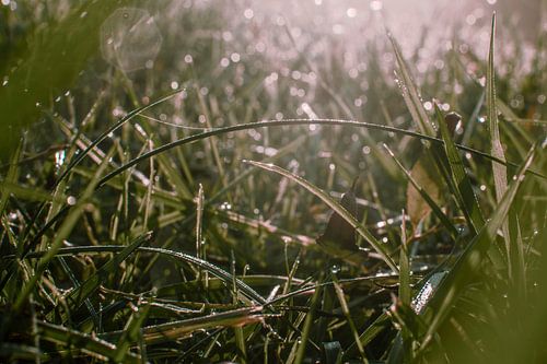 Eenvoudige Schoonheid: Ochtenddauw op een Grasveld bij Zonsopgang