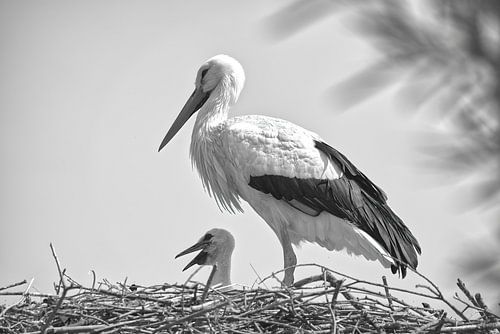 Ooievaarsnest met kroost