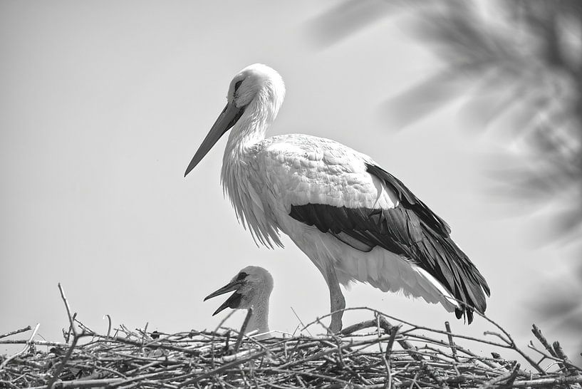 Storchennest mit Nachwuchs von Frank Heinz