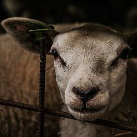 schapenkop van anouk kemper