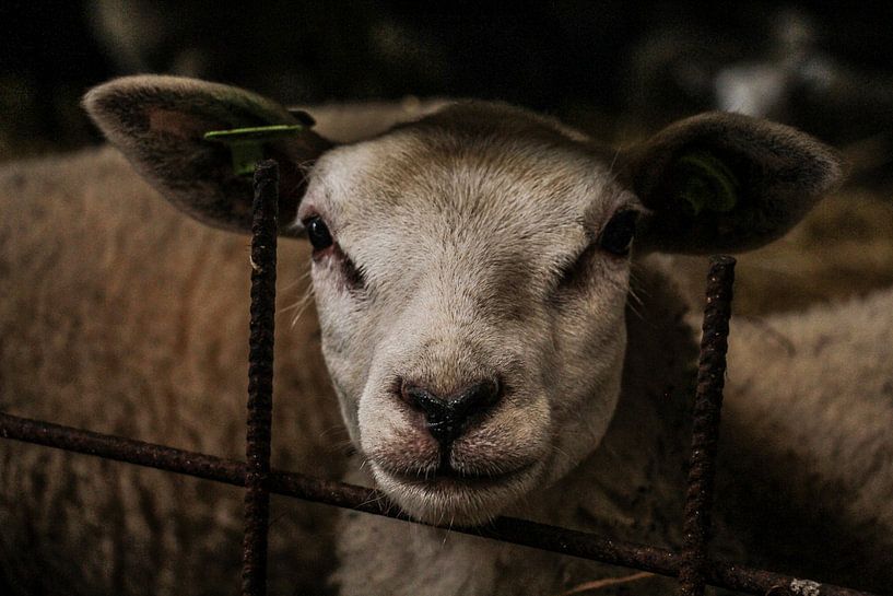 sheep's head by anouk kemper