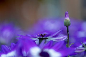 Lueur violette avec marguerites sur Winanda Winters