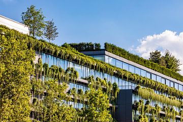 Gevelbegroening met klimplanten in Stuttgart van Werner Dieterich