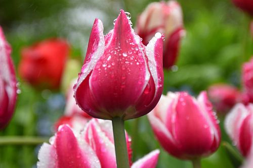 Flowering tulips in the garden
