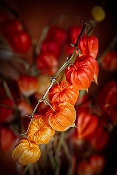 Laternenpflanze von Rob Boon