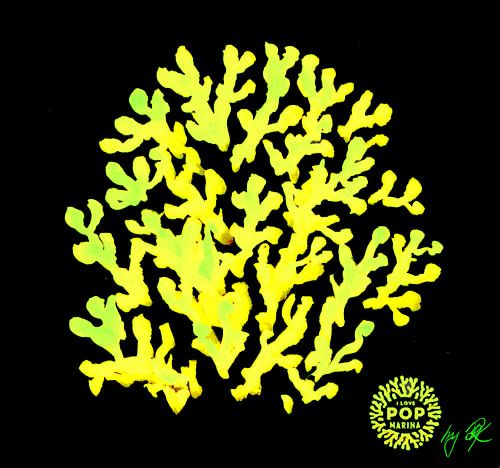 I LOVE POP MARINA - Corallo gialloverde su nero / CORALLE