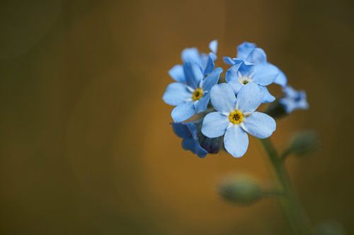 Forget-me-not with ochre background
