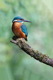 Eisvogel von Rene Smits