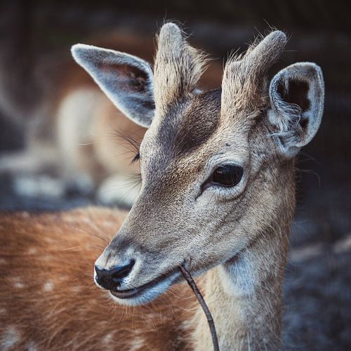 Op een houtje bijten  ...... (spreekwoord in beeld)