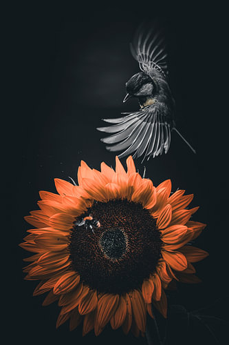 Sunflower – great tit