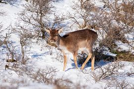 Fallow deer AWD by Merijn Loch